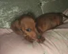 Dachshund (Smooth Haired)