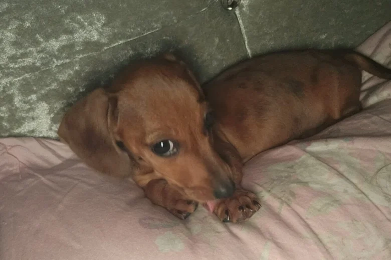Dachshund (Smooth Haired)