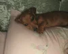 Dachshund (Smooth Haired)