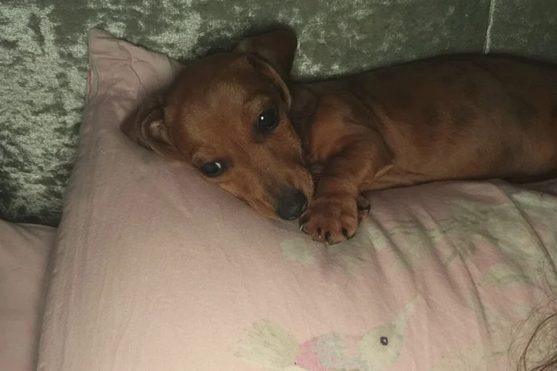 Dachshund (Smooth Haired)
