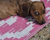 Dachshund (Smooth Haired)