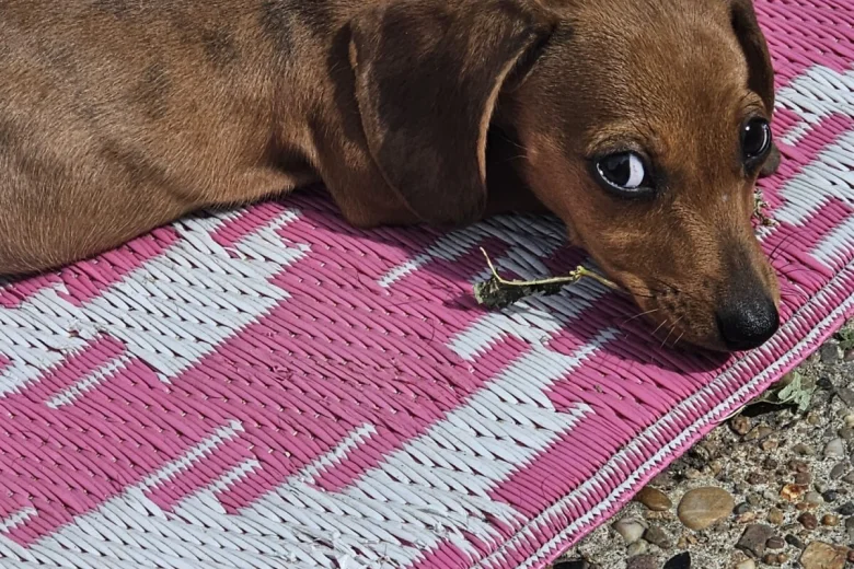 Dachshund (Smooth Haired)