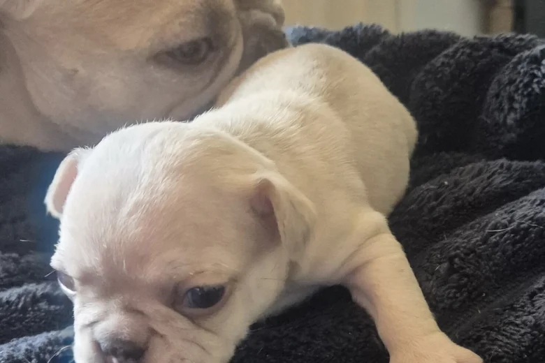 French Bulldog