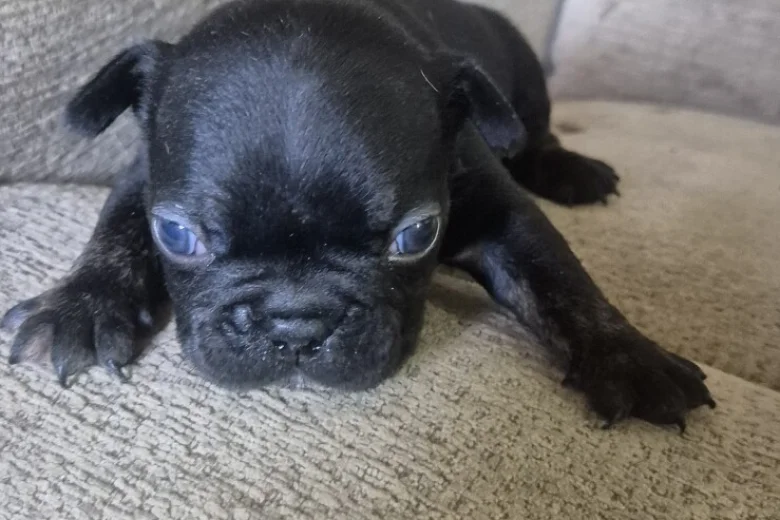 French Bulldog