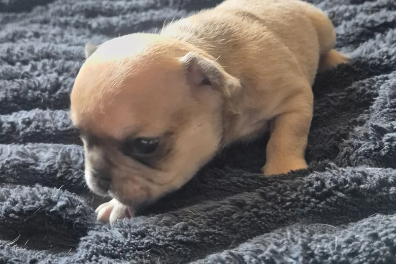 French Bulldog