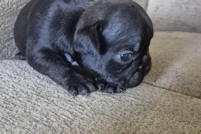 French Bulldog