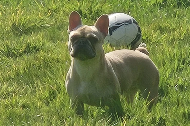 French Bulldog