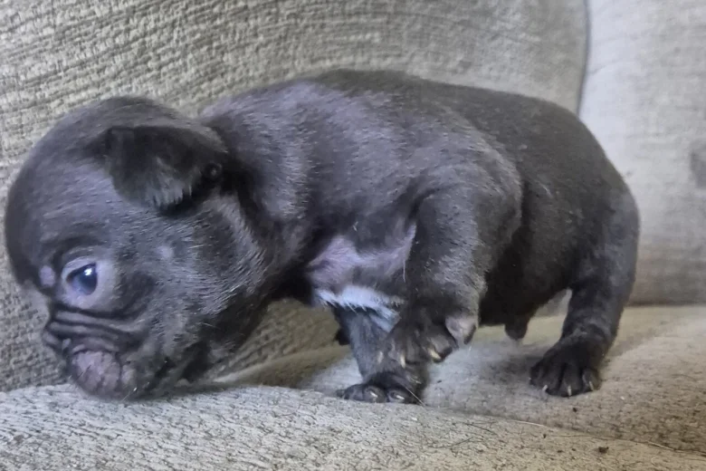 French Bulldog