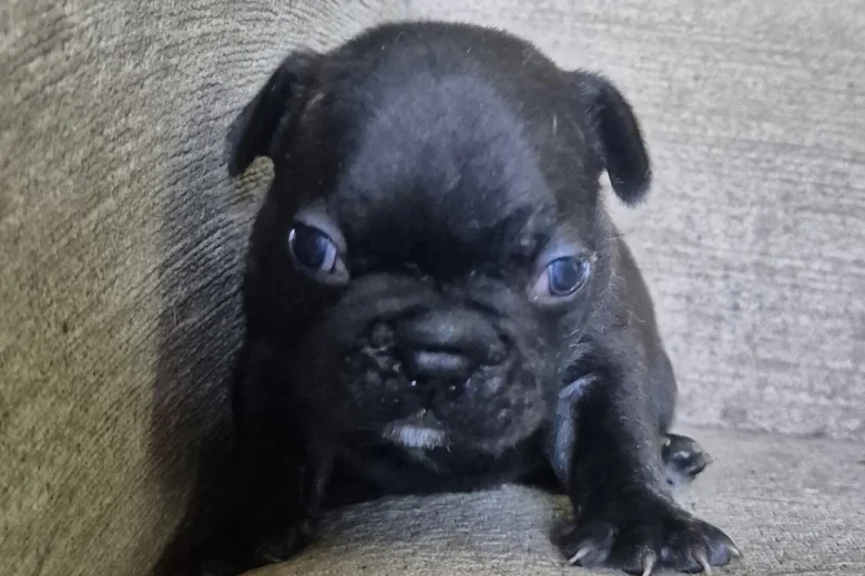 French Bulldog