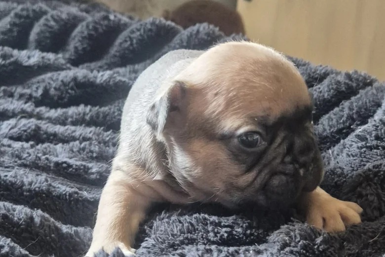 French Bulldog