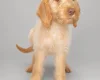 Mixed Breed