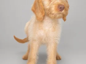 Mixed Breed