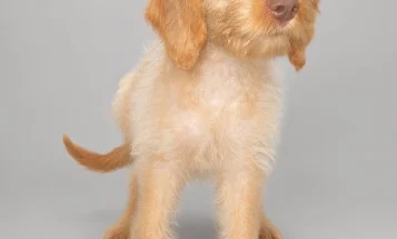 Mixed Breed