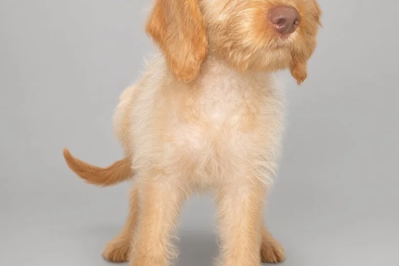 Mixed Breed