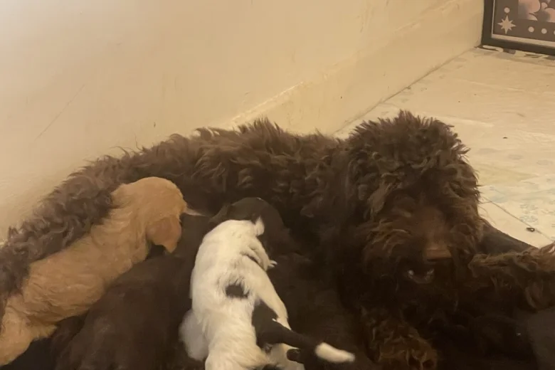 Mixed Breed