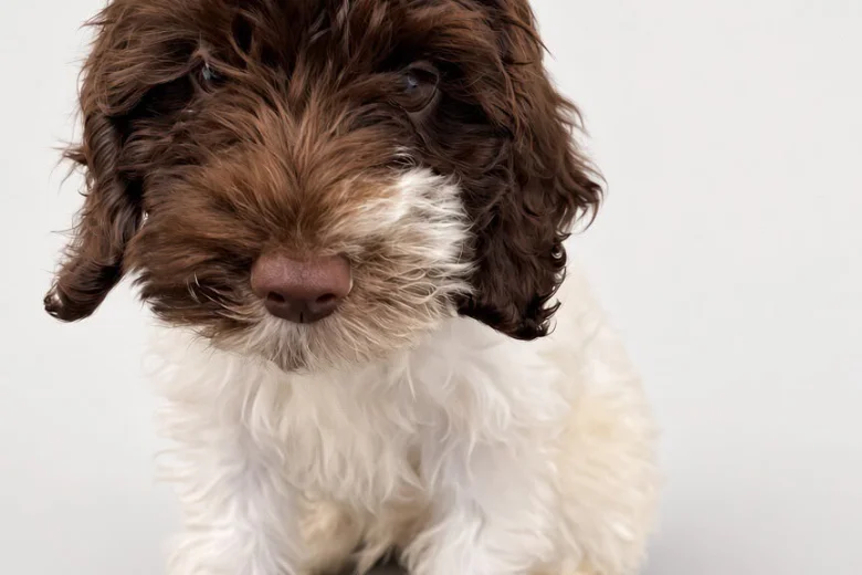 Mixed Breed