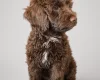 Mixed Breed