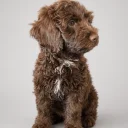 Mixed Breed