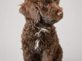 Mixed Breed