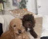 Mixed Breed