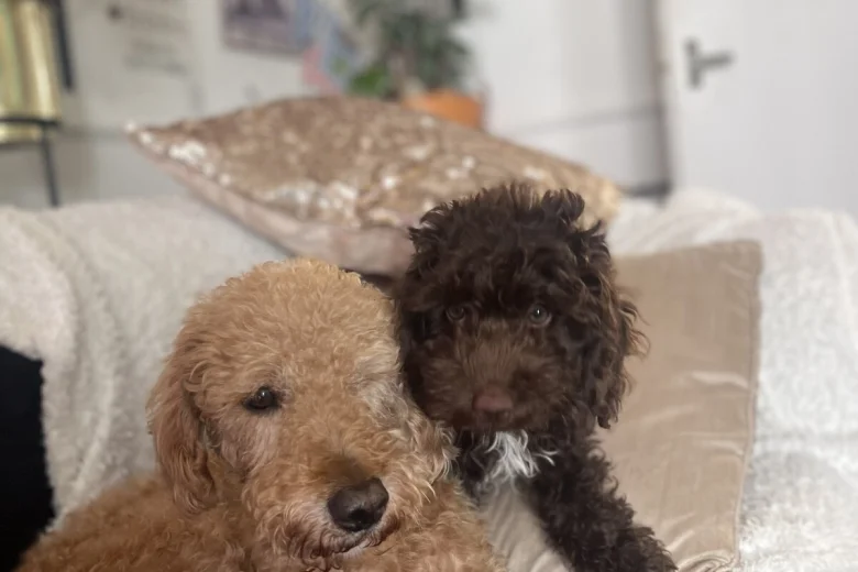 Mixed Breed