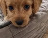 Labradoodle