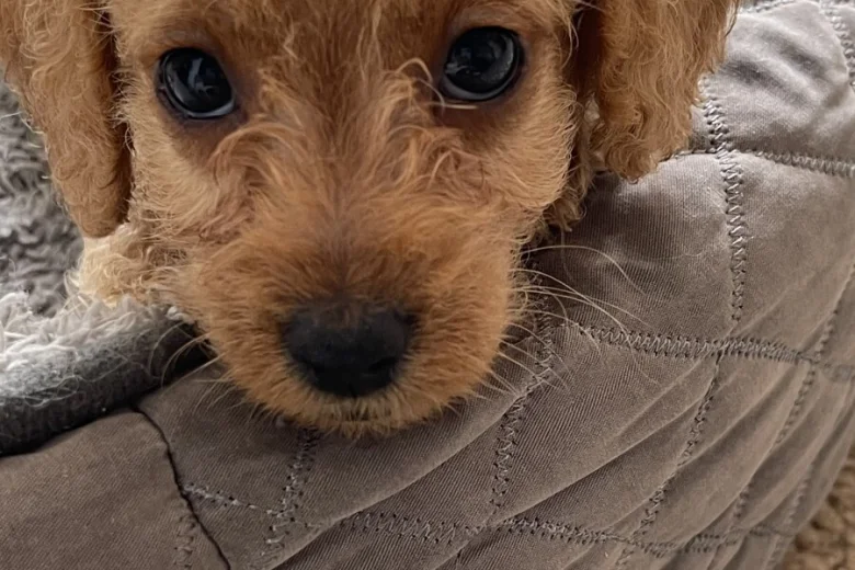 Labradoodle