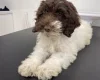Labradoodle