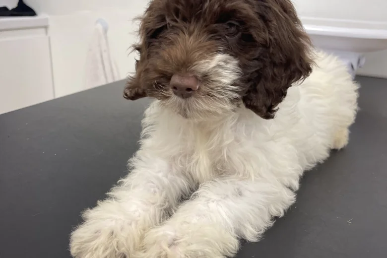Labradoodle