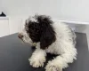 Labradoodle