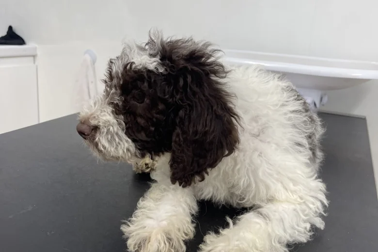 Labradoodle
