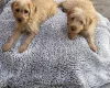 Labradoodle