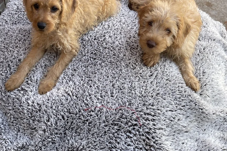 Labradoodle