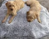Labradoodle