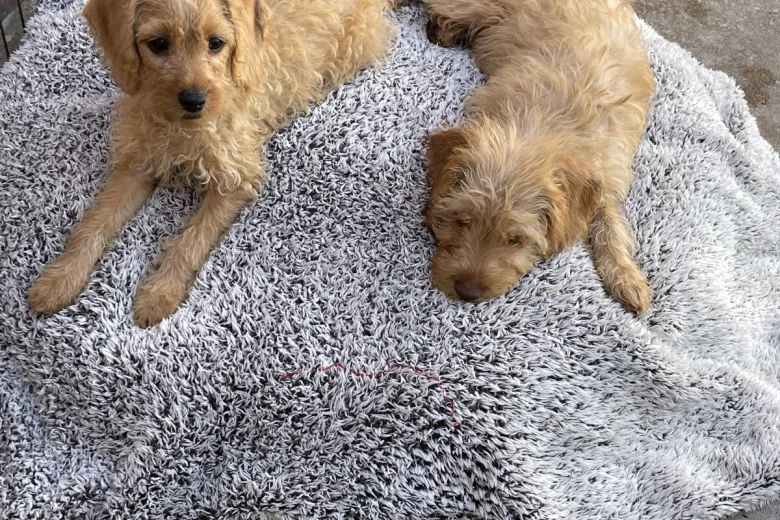 Labradoodle
