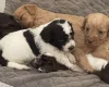 Labradoodle
