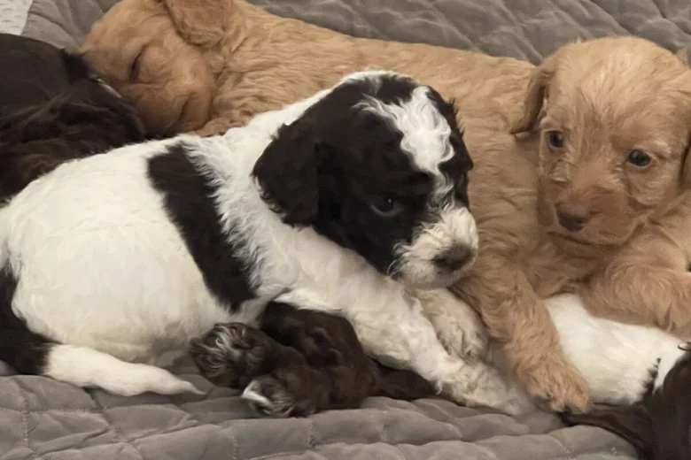 Labradoodle