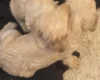 Labradoodle