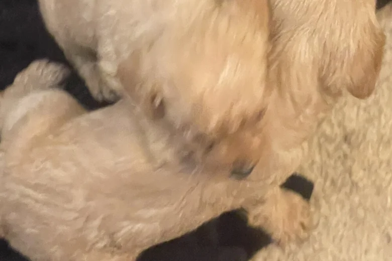 Labradoodle