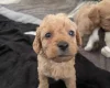 Labradoodle