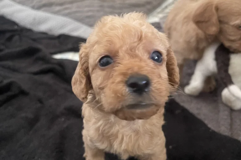 Labradoodle
