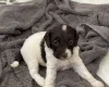 Labradoodle