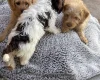 Labradoodle