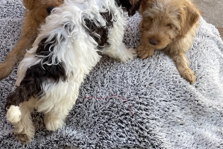 Labradoodle