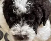 Labradoodle
