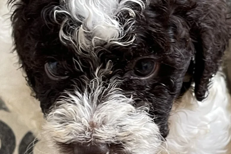 Labradoodle