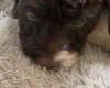 Labradoodle
