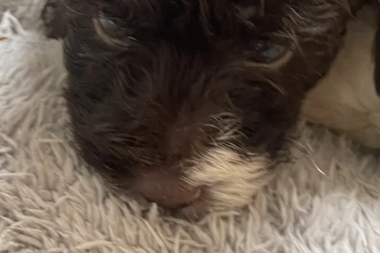 Labradoodle