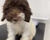 Labradoodle