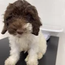 Labradoodle